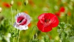 Vitrine_coquelicots