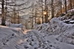 sentier neige chemin soleil